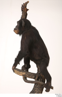 Chimpanzee Bonobo whole body 0003.jpg
